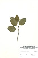 藏品(金葉擬美花)的圖片